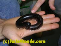/home//u458753944/public_html/sourcegallery//////////////////////Insects and small critters/millipedes and centipedes/DSCN3703.JPG